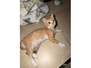 ECLISSI - gattina di 2 mesi