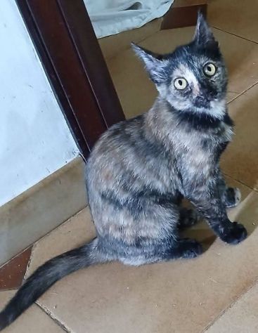Tarty gattina