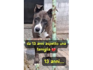 ROSY 13 ANNI taglia media grande