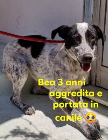 BEA 3-4anni brava! Aggredita e buttata in canile!SUD