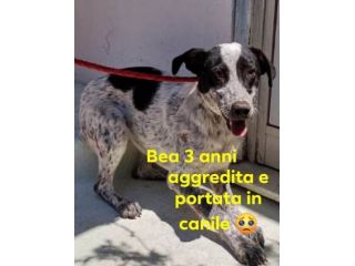 BEA 3-4anni brava! Aggredita e buttata in canile!SUD