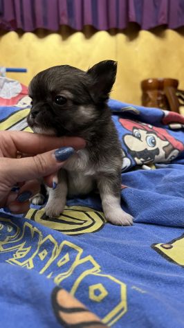chihuahua toy pelo lungo - Foto 2