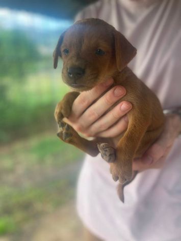 Saretta cucciola - Foto 4