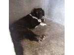 Grisbi 2/3anni cresce timido in box SOS LIBERTÀ. PUGLIA