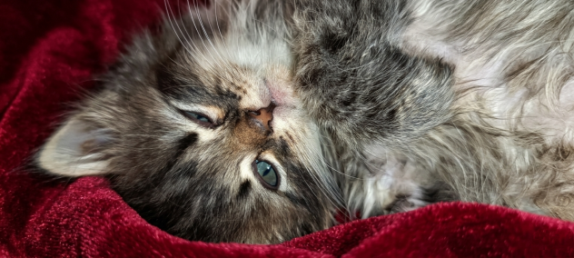 Bellissimi gattini Siberianiani pedigree Enfi - Foto 5