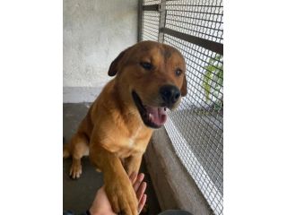 SIGFRIDO DOLCISSIMO CANE IN ADOZIONE