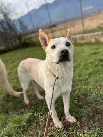 WHITE una vita buttata, simil pastore svizzero cane in adozione tg media - Foto 8