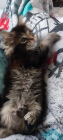 Maine coon - Foto 3