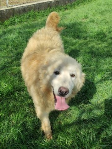 DUCCIO GIOVANE CAGNOLINO IN ADOZIONE - Foto 10