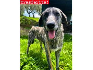 TEA PER NON DIMENTICARE CAGNOLINA IN ADOZIONE