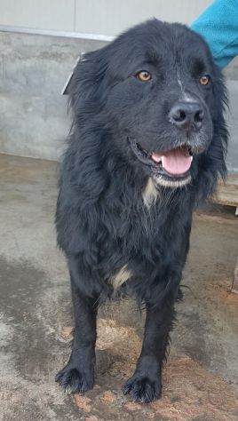CANE IN ADOZIONE: NADAL, giovane simil terranova. - Foto 4