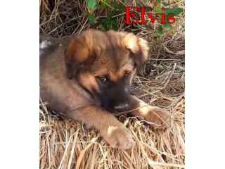 Locky ed Elvis bellissimi cuccioli taglia grande in adozione