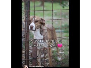 MACCHIA UNA NUOVA VITA PER LEI CAGNOLINA IN ADOZIONE