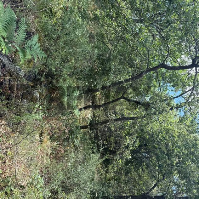 Terreno in vendita a Zafferana Etnea, Caselle - Foto 3