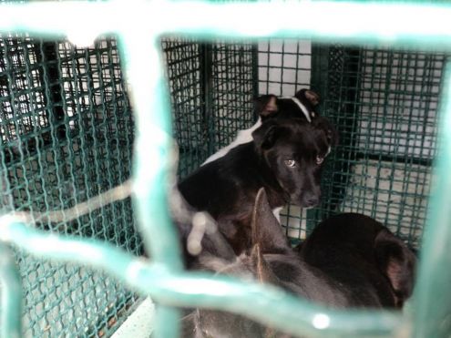 Cucciolini in cerca di casa - Foto 4