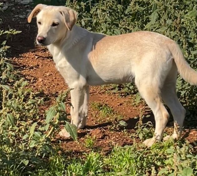 Frisky , un tenero cucciolo cresciuto in canile - Foto 4
