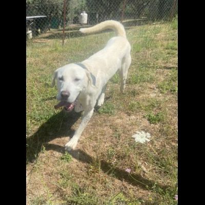 CAGNOLINO CERCA CASA: HOTSPOT GIOIOSO E SOCIEVOLE - Foto 10