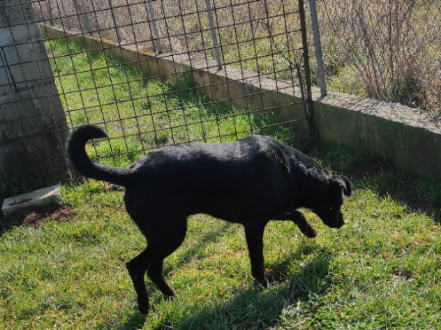 CANE IN ADOZIONE: ARON - Foto 3