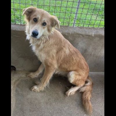 FENDI DOLCEZZA DA COCCOLARE CAGNOLINA IN ADOZIONE - Foto 4