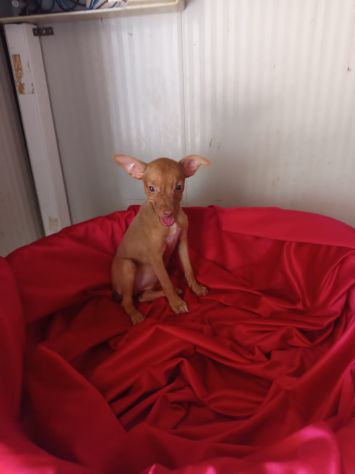 PINSCHER INCROCIO: 2 MESI E MEZZO, CERCANO UNA FAMIGLIA PER SEMPRE! - Foto 5