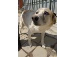 BERNIE 12 ANNI TAGLIA MEDIA IN CANILE DA 10 ANNI