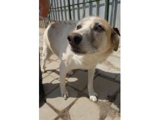 BERNIE 12 ANNI TAGLIA MEDIA IN CANILE DA 10 ANNI