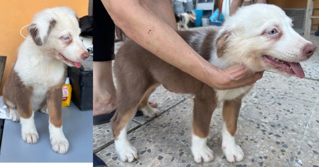 Cuccioli di Pastore Australiano (Aussie) - Pronti per una nuova famiglia! - Foto 2