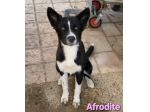 AFRODITE