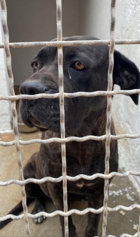 Corso giovane finita in canile 3anni fa SERVE AIUTO!!PUGLIA - Foto 3