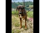 MELAMPO, TIMIDO E REMISSIVO,  CAGNOLINO DA ADOTTARE