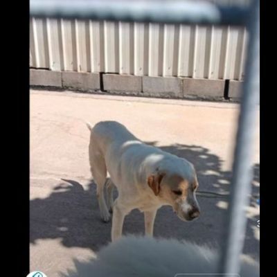 OSVALDO MIX LABRADOR CANE IN ADOZIONE - Foto 8