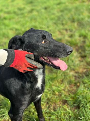 AARON dolce e vitale carbonello,  CANE IN ADOZIONE - Foto 8