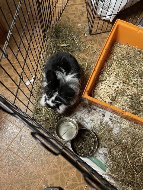 pet sitter cat sitter pensione gatti pensione conigli nani - Foto 2