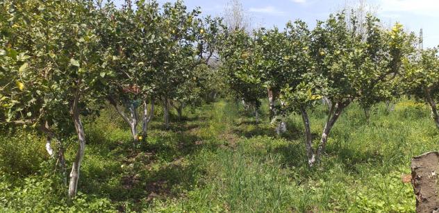Terreno in vendita a Fiumefreddo di Sicilia - Foto 5