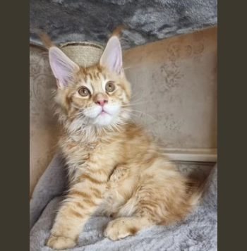 Gattini di Maine Coon pura razza