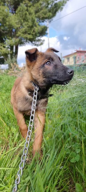 Cuccioli Pastore Belga Malinois in Campania - Foto 5