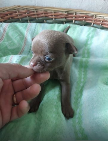 Chihuahua mini - Foto 2