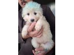 CUCCIOLI 2 MESI taglia media IN CANILE