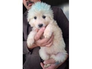 CUCCIOLI 2 MESI taglia media IN CANILE