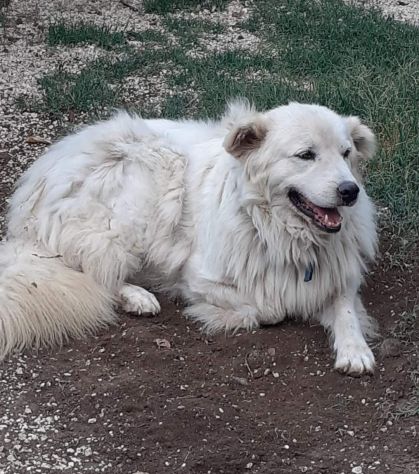 CANE IN ADOZIONE: GREG - Foto 7