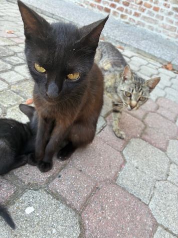 regalo gattini - Foto 2