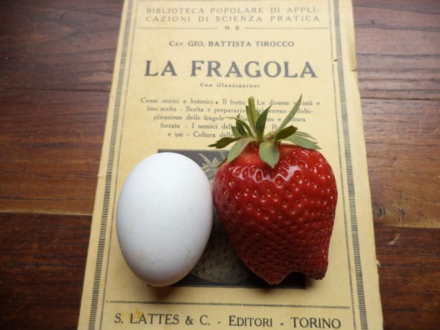 fragola gigante - Foto 2