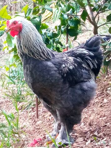 Uova feconde di brahma - Foto 3