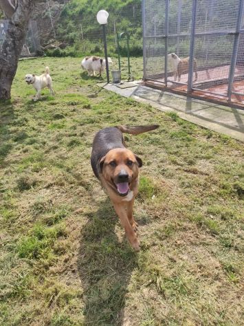 BULLO CONCENTRATO DI TENEREZZA, CANE IN ADOZIONE - Foto 7