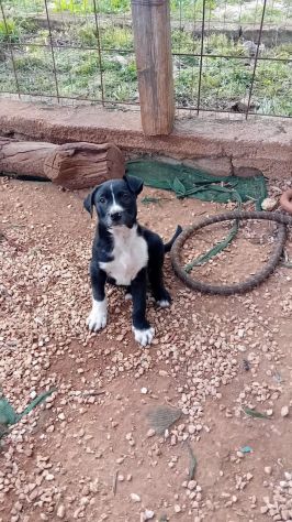 GIULIANO, 3 MESI (1/1/26), TAGLIA MEDIA, CERCA CASA!!! - Foto 4