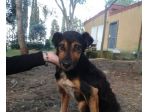TODY, cagnolino buono e bisognoso