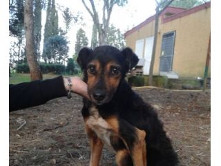 TODY, cagnolino buono e bisognoso