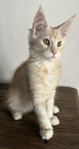 Maine Coon