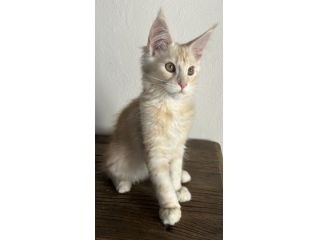 Maine Coon
