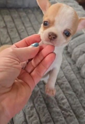 Chihuahua femmina pedigree - Foto 4